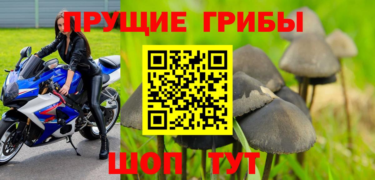 Галлюциногенные грибы GOLDEN TEACHER  Вход с VPN  Кувандык  Галлюциногенные грибы Psilocybe 